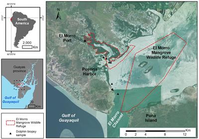 Persistent Organic Pollutants and Mercury in Genetically Identified Inner Estuary Bottlenose Dolphin (Tursiops truncatus) Residents of the Guayaquil Gulf, Ecuador: Ecotoxicological Science in Support of Pollutant Management and Cetacean Conservation